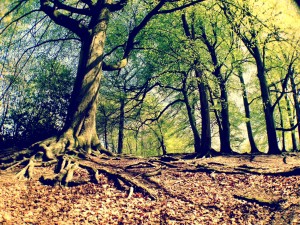 Bracknell Forest